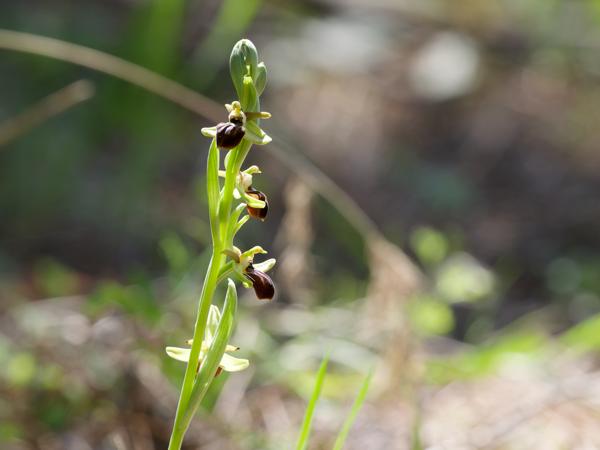 <h3><a href="/trips/kreta/biota/plantae/tracheophyta/liliopsida/asparagales/orchidaceae/ophrys sphegodes/ophrys sphegodes-nl.html">Ophrys&nbsp;sphegodes</a> / Early&nbsp;spider‑orchid / Spinnenorchis</h3>OM-1 Mark II met OLYMPUS M.150-400mm F4.5, 1/1000 sec  bij F8.0, ISO 2000, afstand 2.6&nbsp;m